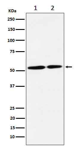 NRG3 Rabbit mAb