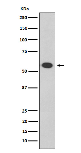 Oct-2 Rabbit mAb