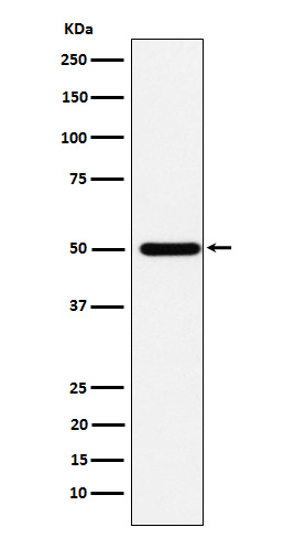 ABAT Rabbit mAb