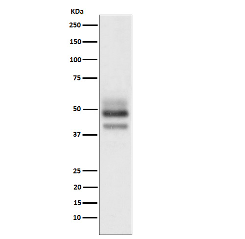 SKP2 Rabbit mAb