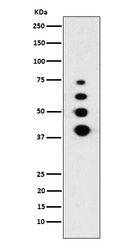 Lamin A/C Rabbit mAb