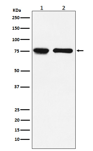 IL7R alpha/CD127 Rabbit mAb