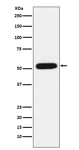 CBX4 Rabbit mAb