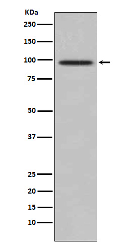 TRAF6BP Rabbit mAb