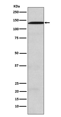 USP28 Rabbit mAb