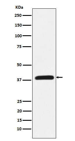 CRKL Rabbit mAb