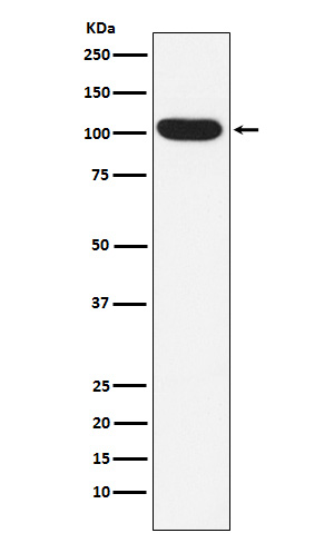 ITCH Rabbit mAb