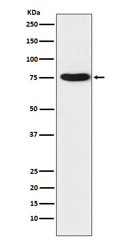 TRAP1 Rabbit mAb