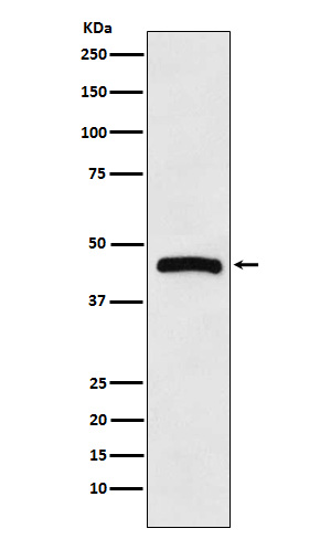 HRH3 Rabbit mAb