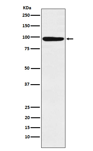 MCM4 Rabbit mAb