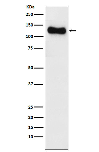 SAP97 Rabbit mAb