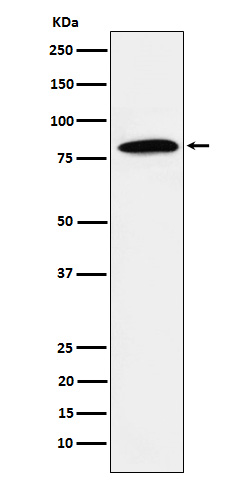 DBF4 Rabbit mAb