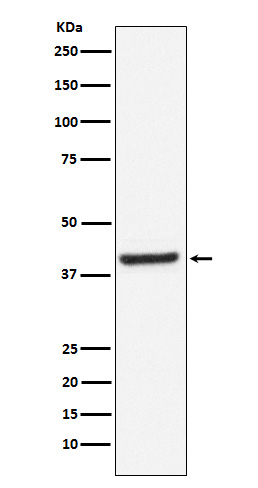 Inhibin beta A Rabbit mAb