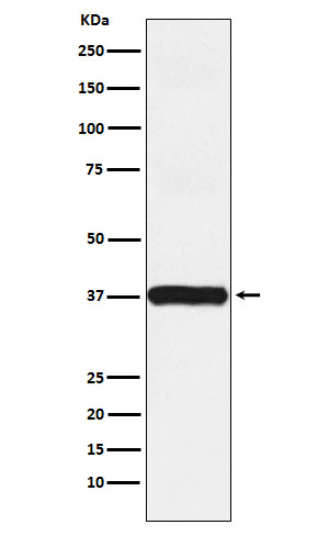 Arp2 Rabbit mAb