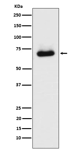 STK39 Rabbit mAb