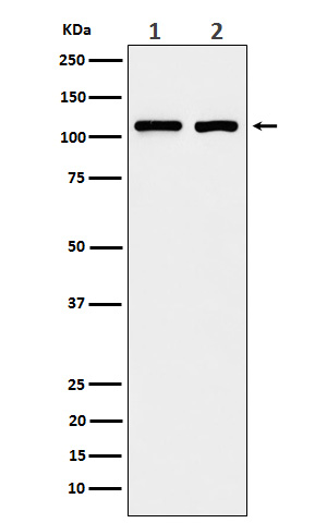 eIF3B Rabbit mAb