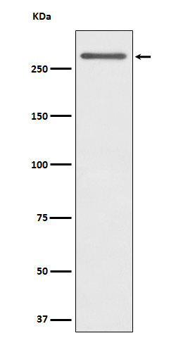 CD35 Rabbit mAb