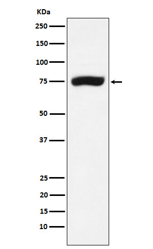 XPD Rabbit mAb