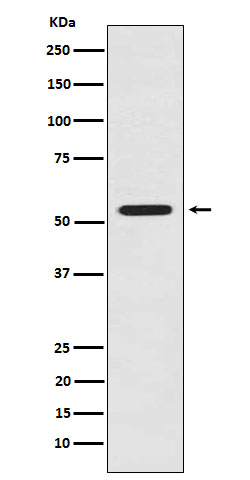 LMAN1 Rabbit mAb