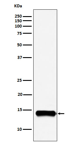 PLA2G2A Rabbit mAb