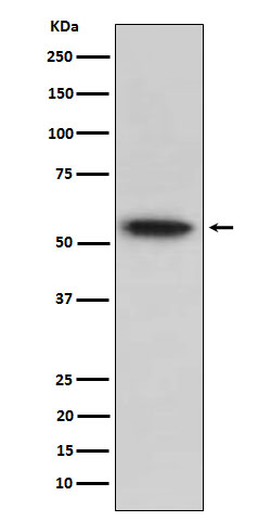 TRAF2 Rabbit mAb