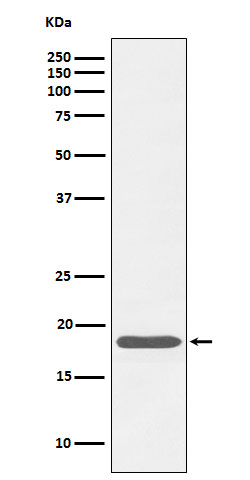 Caveolin-3 Rabbit mAb