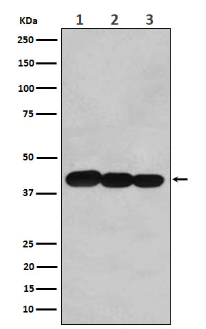 BCLG Rabbit mAb