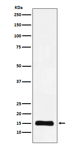 Histone H3 (mono methyl K9) Rabbit mAb