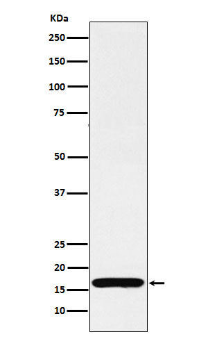 COX IV Rabbit mAb