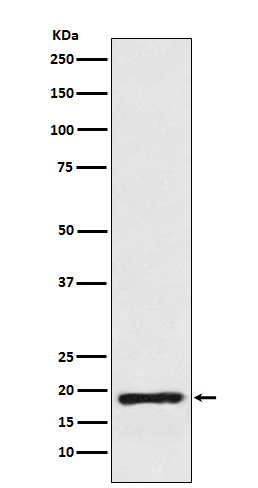 Cofilin Rabbit mAb