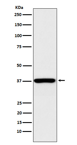 QK1 Rabbit mAb