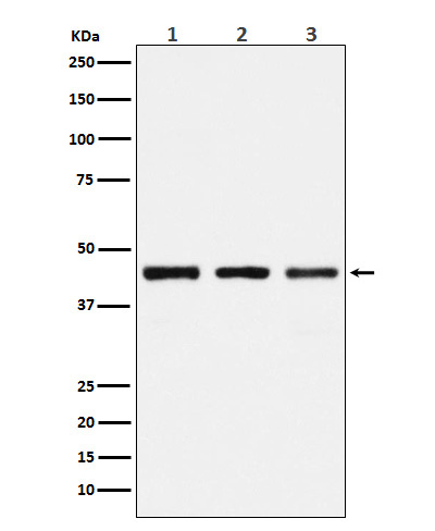 PGD Rabbit mAb