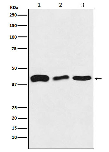 TDP43 Rabbit mAb