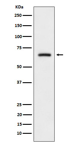 CRMP3 Rabbit mAb