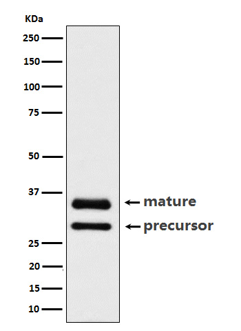 CTR1/SLC31A1 Rabbit mAb