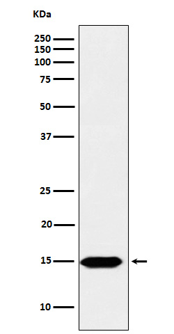 Histone H3 (formyl K122) Rabbit mAb