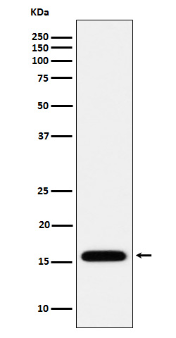 MGST1 Rabbit mAb