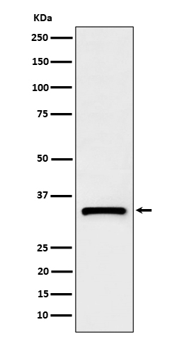 C1QBP Rabbit mAb