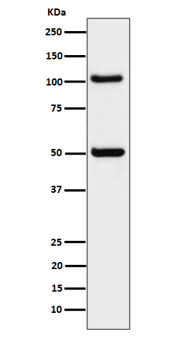 ORP1 Rabbit mAb