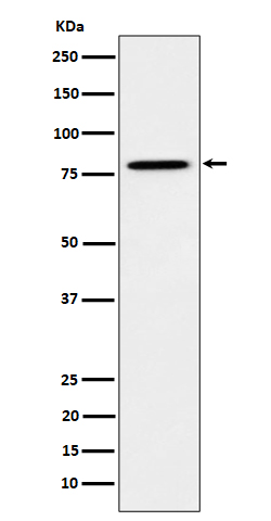 MUTA Rabbit mAb