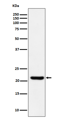 ITPA Rabbit mAb