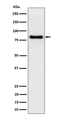 SCIN Rabbit mAb