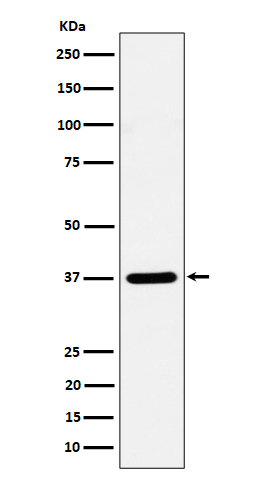 Syntaxin 16 Rabbit mAb