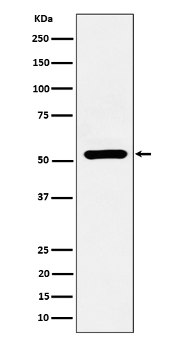 ADRA1A Rabbit mAb