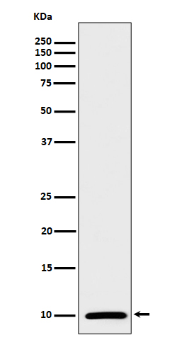 S100 alpha Rabbit mAb