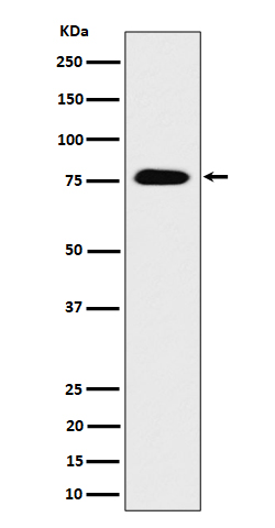 CRTC3 Rabbit mAb