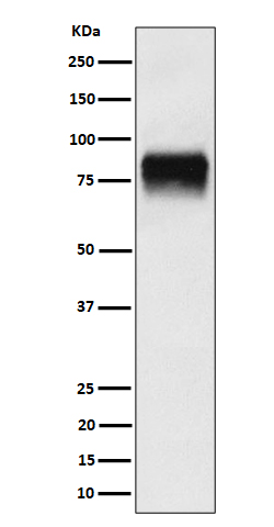 CD44 Rabbit mAb