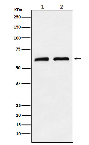 CLPX Rabbit mAb