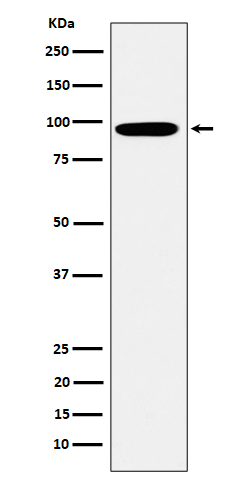 Epsin 1 Rabbit mAb