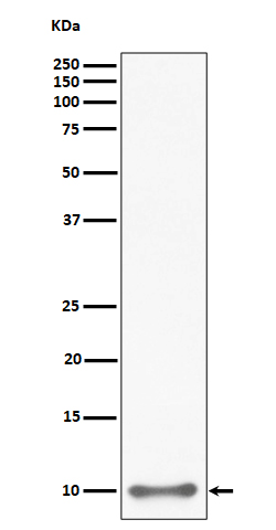 UFM1 Rabbit mAb